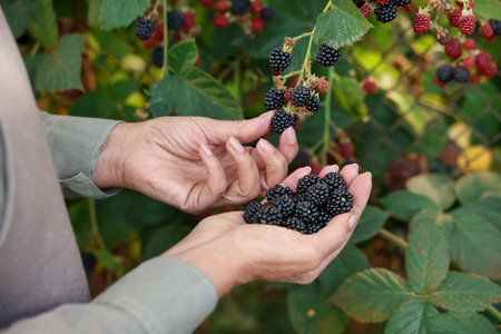 Senior woman picking ripe blackberries from bush in garden, closeupの写真素材
