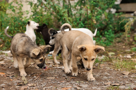 Many different stray dogs outdoors. Homeless petの写真素材