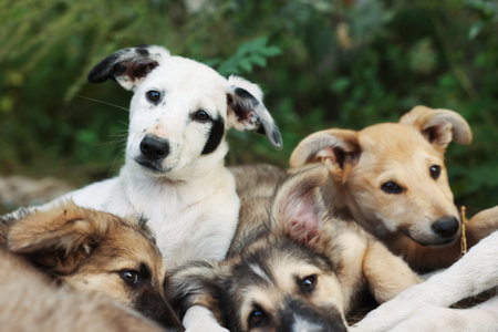 Cute stray dogs lying on ground outdoors, closeup.の写真素材