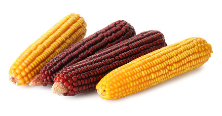 Fresh red and yellow corn cobs isolated on white