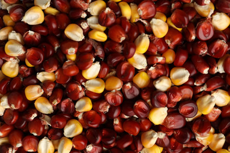 Kernels of red and yellow corn as background, top view
