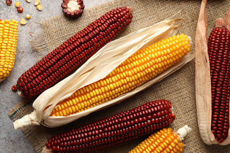 Red and yellow corn cobs with kernels on gray textured table, flat lay