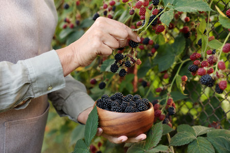 Senior woman picking ripe blackberries from bush in garden, closeup