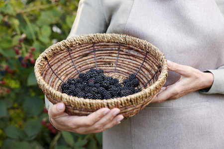 Senior woman holding wicker bowl with ripe blackberries in garden, closeupの写真素材