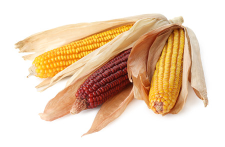 Fresh red and yellow corn cobs isolated on whiteの写真素材