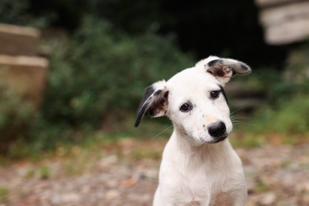 Cute stray dog outdoors. Homeless petの写真素材