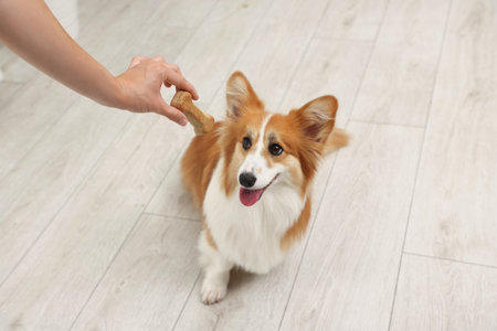 Woman giving tasty bone shaped dog cookie to her Welsh Corgi at home, closeupの写真素材