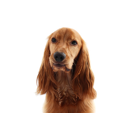 Cute English Cocker Spaniel dog on white backgroundの写真素材
