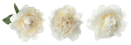 Three peony flowers isolated on white, setの写真素材