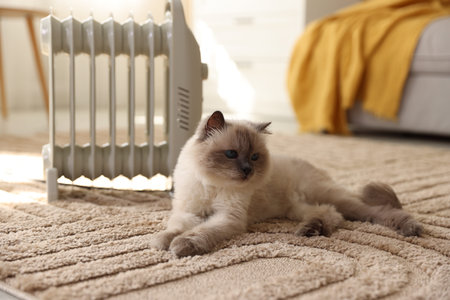 Adorable cat warming near electric heater on carpet at home, closeupの写真素材