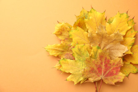 Beautiful autumn leaves on pale orange background, top view. Space for textの写真素材