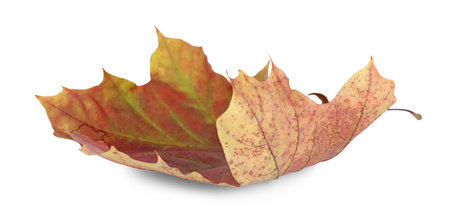 One dry maple leaf isolated on white. Autumn season