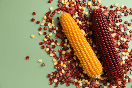 Red and yellow corn cobs with kernels on light green table, flat lay. Space for textの写真素材