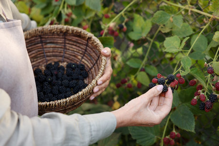 Senior woman picking ripe blackberries from bush in garden, closeup