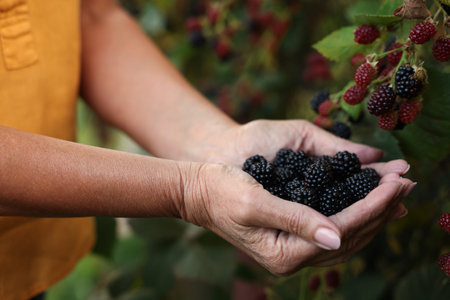 Senior woman holding ripe blackberries in garden, closeupの写真素材