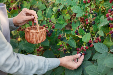 Senior woman picking ripe blackberries from bush in garden, closeupの写真素材