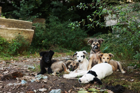 Cute stray dogs lying on ground outdoors. Homeless petの写真素材