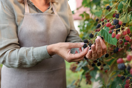 Senior woman picking ripe blackberries from bush in garden, closeupの写真素材