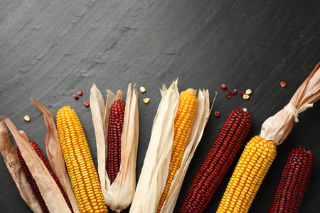 Red and yellow corn cobs on dark textured table, flat lay. Space for text