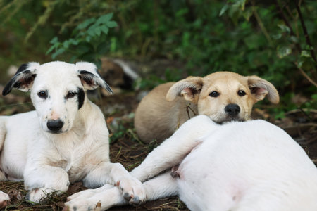 Cute stray dogs lying on ground outdoors, closeup. Homeless petの写真素材