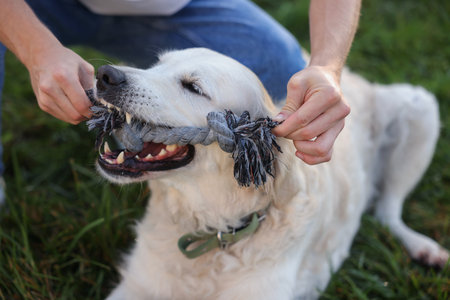 Man playing with his adorable golden retriever dog in park, closeup