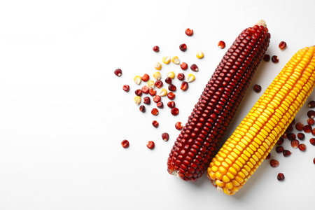 Red and yellow corn cobs with kernels on white background, flat lay. Space for textの写真素材
