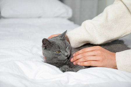 Woman with cute grey cat on bed at home, closeupの写真素材
