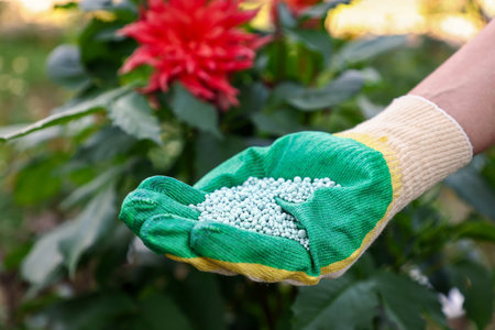 Woman with fertilizer near plant outdoors, closeup. Gardening timeの写真素材