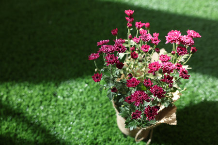 Beautiful pink chrysanthemum flowers on green grass.の写真素材