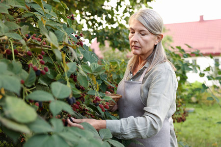 Senior woman picking ripe blackberries from bush in garden