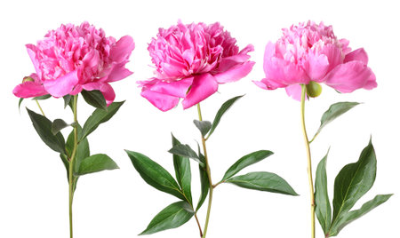 Three pink peony flowers isolated on white, setの写真素材