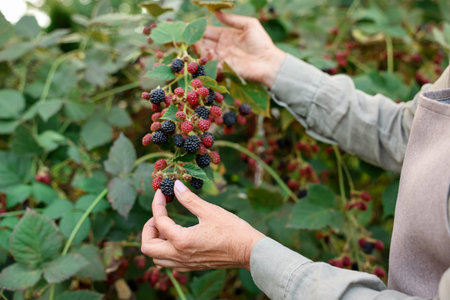 Senior woman picking ripe blackberries from bush in garden, closeup