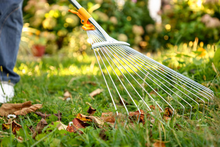 Woman gathering fallen leaves with rake on green lawn outdoors, closeup
