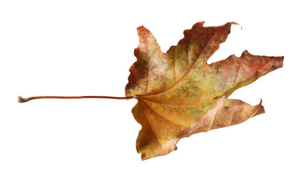 One dry maple leaf isolated on white. Autumn season