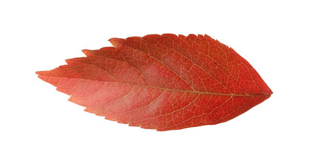 One beautiful autumn leaf isolated on white
