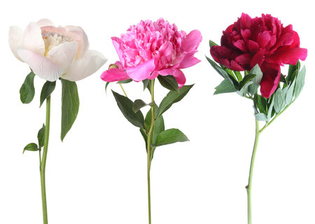 Three peony flowers isolated on white, setの写真素材