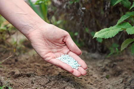 Gardening time. Woman pouring fertilizer into soil outdoors, closeupの写真素材