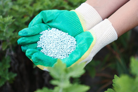 Woman with fertilizer near plant outdoors, closeup. Gardening timeの写真素材