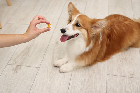 Woman giving tasty bone shaped dog cookie to her Welsh Corgi at home, closeupの写真素材