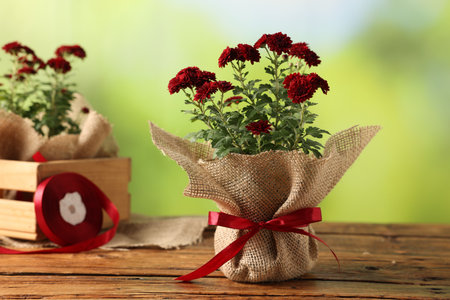 Beautiful red chrysanthemum flowers and ribbon on wooden table against blurred green background, closeupの写真素材