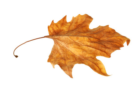 One dry maple leaf isolated on white. Autumn seasonの写真素材