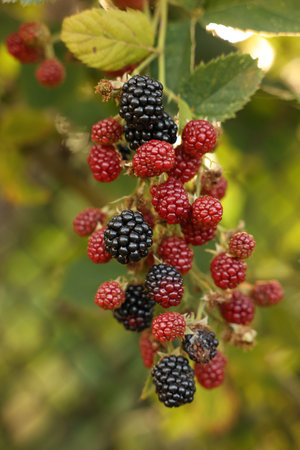 Bush with ripe and unripe blackberries in garden, closeup