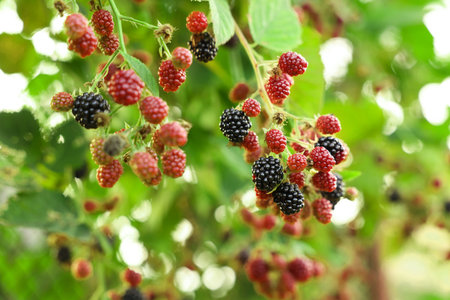 Bush with ripe and unripe blackberries in garden, closeup