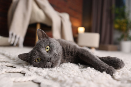 Cute gray cat on rug indoors, closeup. Adorable petの写真素材