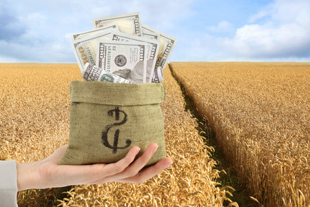 Woman holding bag with dollars against wheat field, closeupの写真素材
