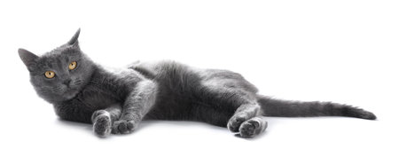 Cute gray cat on white background. Adorable petの写真素材