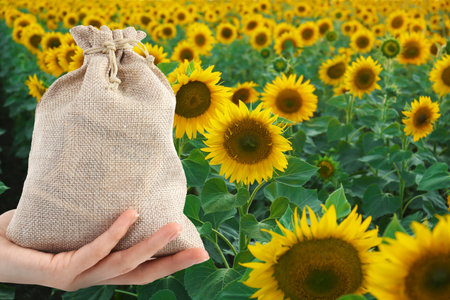 Woman holding money bag against sunflower field, closeupの写真素材