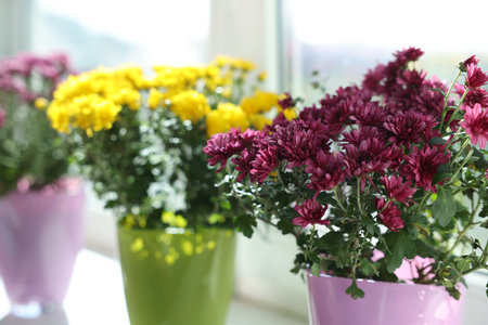 Beautiful chrysanthemum flowers in pots on window sill, closeupの写真素材