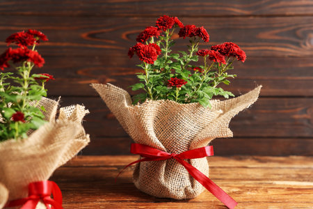 Beautiful red chrysanthemum flowers on wooden table, closeupの写真素材