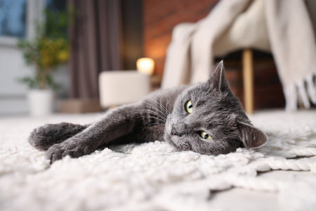 Cute gray cat on rug indoors, closeup. Adorable petの写真素材